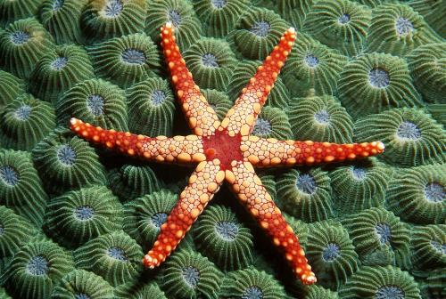 Starfish and Coral